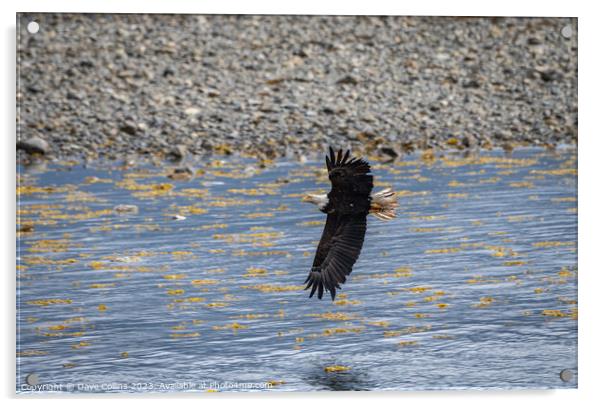 Bald Eagle in Flight, Sitka, Alaska, USA Acrylic by Dave Collins