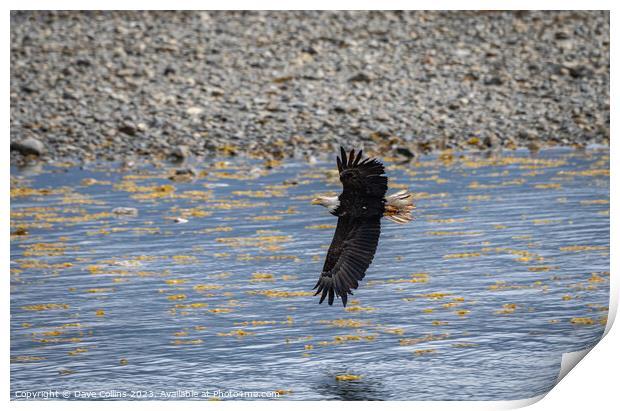 Bald Eagle in Flight, Sitka, Alaska, USA Print by Dave Collins
