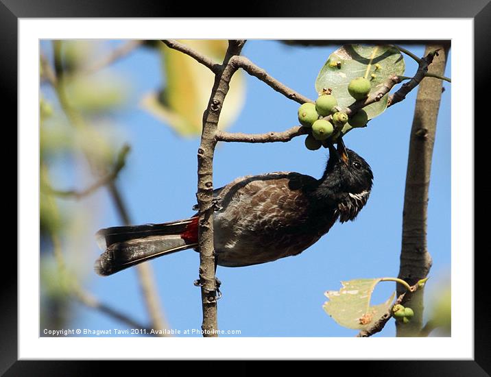 Red-vented Bulbul Framed Mounted Print by Bhagwat Tavri