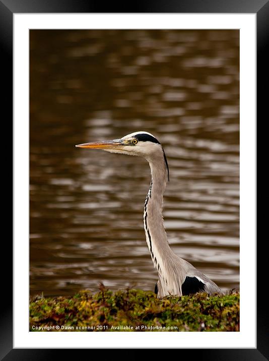 Heron Framed Mounted Print by Dawn O'Connor