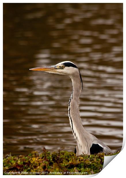 Heron Print by Dawn O'Connor