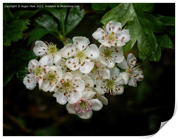 Hawthorn Blossom Print by Roger Fleet