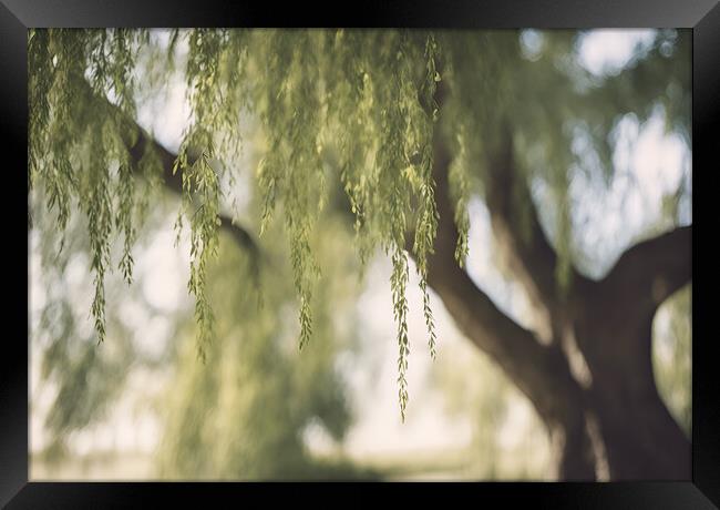Willow Tree Framed Print by Picture Wizard