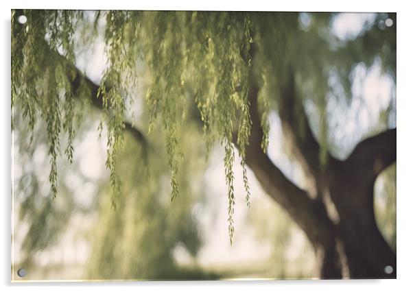 Willow Tree Acrylic by Picture Wizard