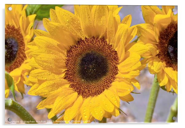 Sunflower  Acrylic by Stephen Noulton