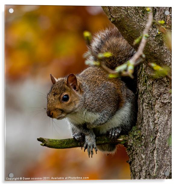Grey Squirrel Acrylic by Dawn O'Connor