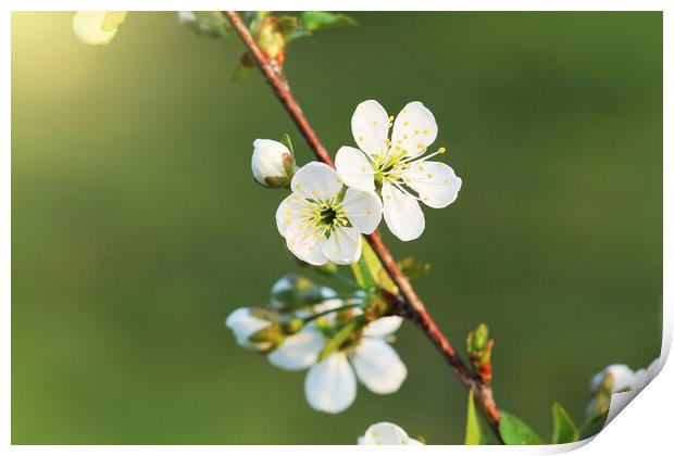 Spring cherry blossom background. Beautiful nature scene with blooming tree on green background. Spring flowers Print by Virginija Vaidakaviciene