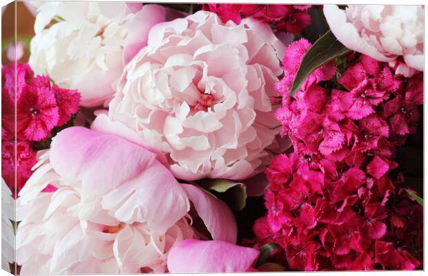 Beautiful summer flowers. Bouquet of pink peony and William background. Canvas Print by Virginija Vaidakaviciene