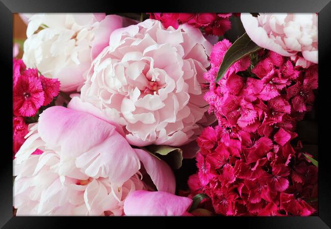 Beautiful summer flowers. Bouquet of pink peony and William background. Framed Print by Virginija Vaidakaviciene