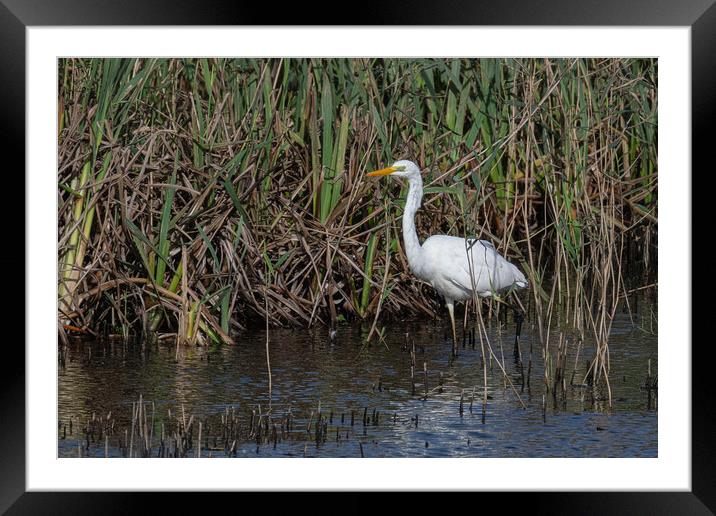 great-white-egret standing in the reed-bed Framed Mounted Print by kathy white