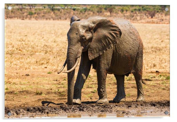 Young Bull Elephant leaving a mud bath covered in mud Acrylic by Howard Kennedy