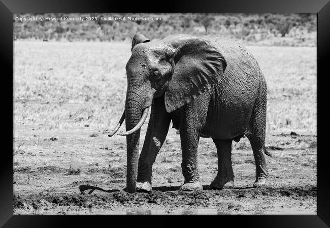 Young Bull Elephant leaving a mud bath covered in mud in black and white Framed Print by Howard Kennedy