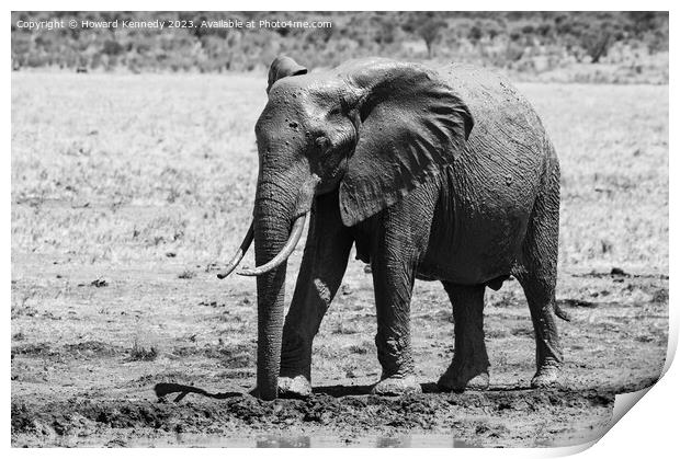 Young Bull Elephant leaving a mud bath covered in mud in black and white Print by Howard Kennedy