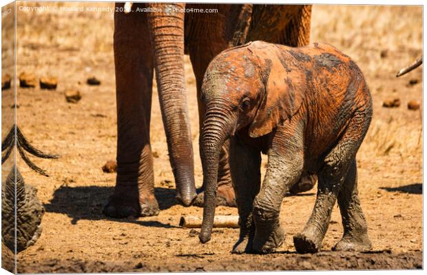 A baby elephant at the mud bath Canvas Print by Howard Kennedy