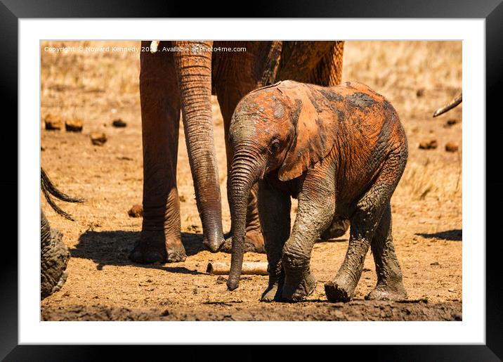 A baby elephant at the mud bath Framed Mounted Print by Howard Kennedy