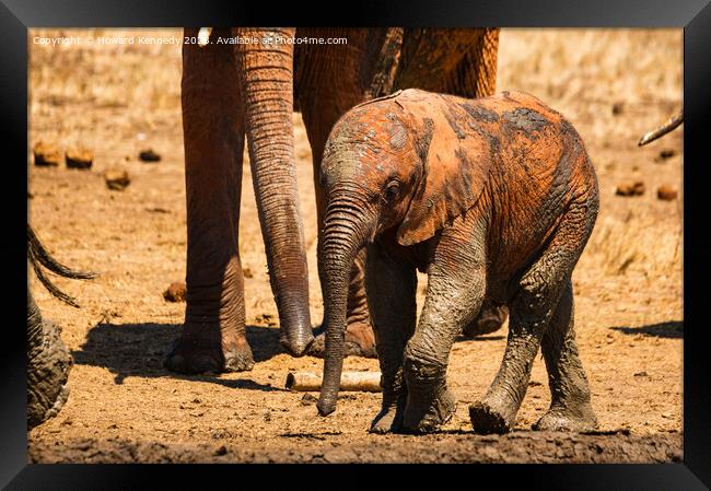A baby elephant at the mud bath Framed Print by Howard Kennedy