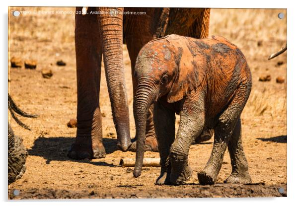 A baby elephant at the mud bath Acrylic by Howard Kennedy