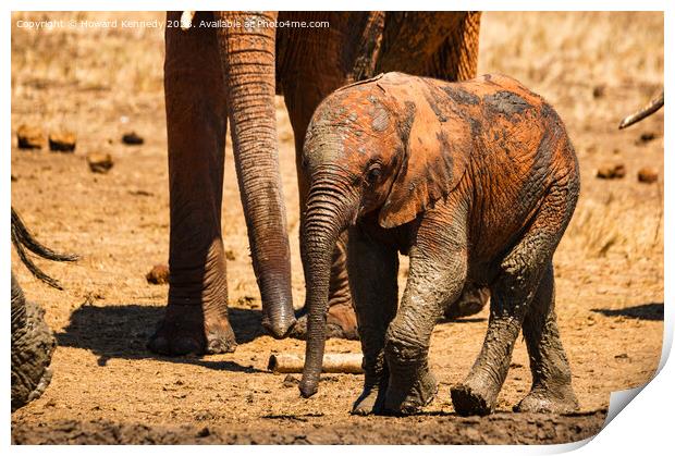 A baby elephant at the mud bath Print by Howard Kennedy