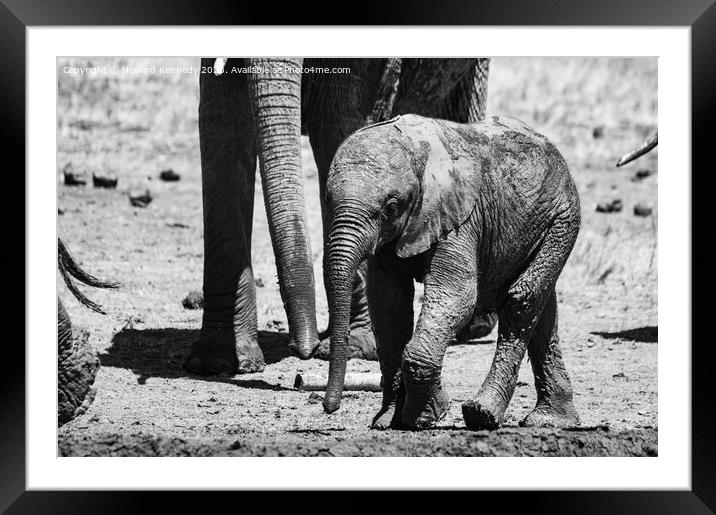 A baby elephant at the mud bath in black and white Framed Mounted Print by Howard Kennedy