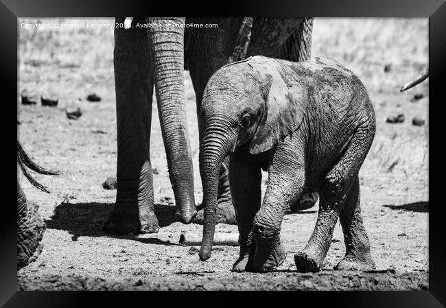 A baby elephant at the mud bath in black and white Framed Print by Howard Kennedy
