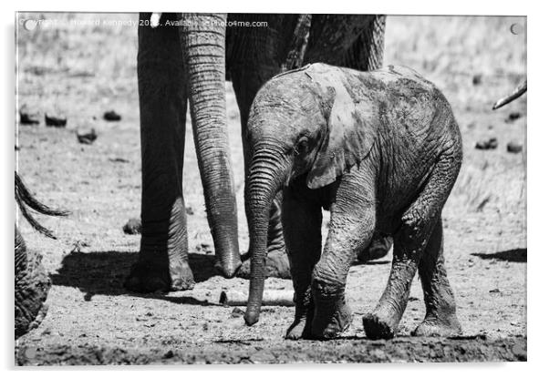 A baby elephant at the mud bath in black and white Acrylic by Howard Kennedy