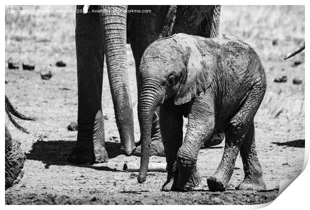 A baby elephant at the mud bath in black and white Print by Howard Kennedy
