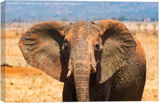 Young female Elephant close-up Canvas Print by Howard Kennedy