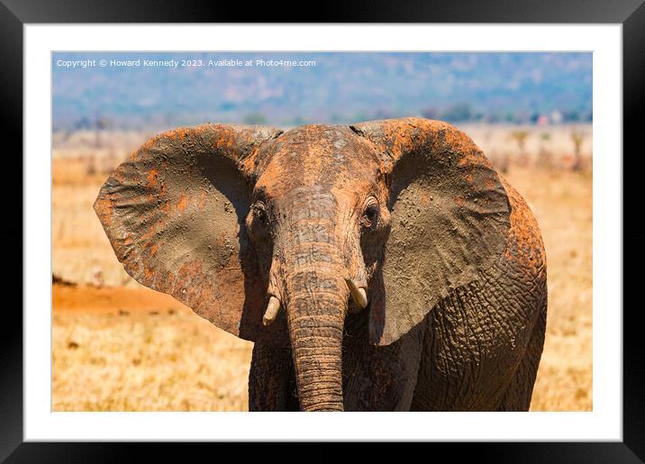 Young female Elephant close-up Framed Mounted Print by Howard Kennedy