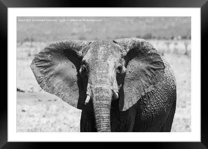 Young female Elephant close-up in black and white Framed Mounted Print by Howard Kennedy