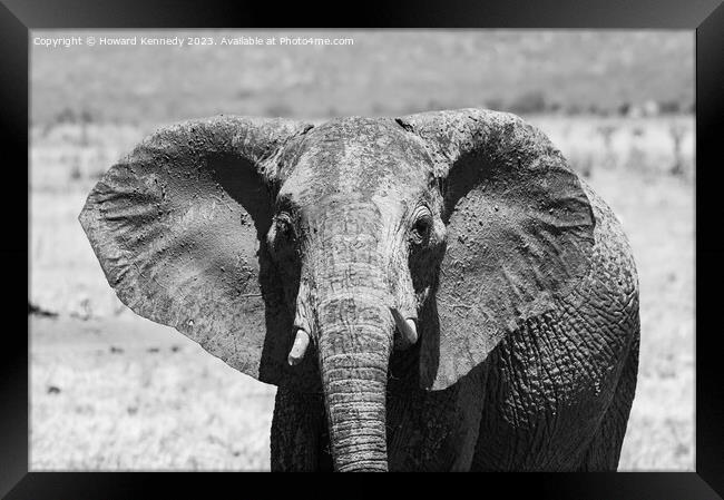 Young female Elephant close-up in black and white Framed Print by Howard Kennedy