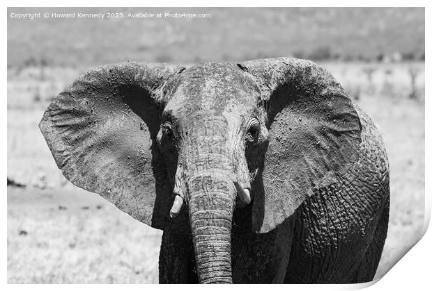 Young female Elephant close-up in black and white Print by Howard Kennedy