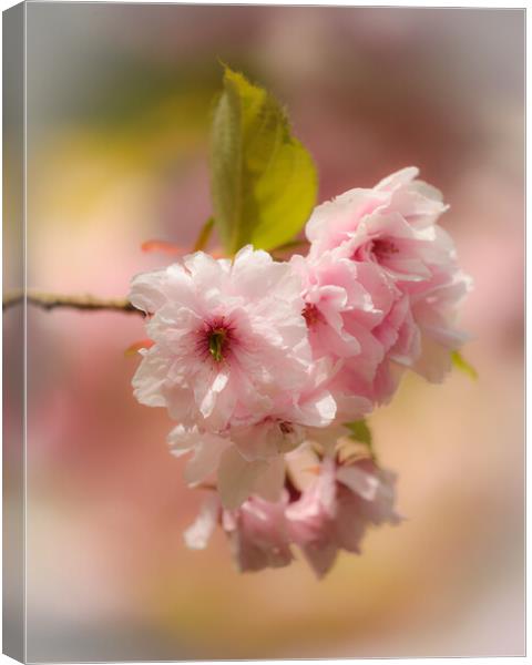 Spring Blossom  Canvas Print by Simon Johnson