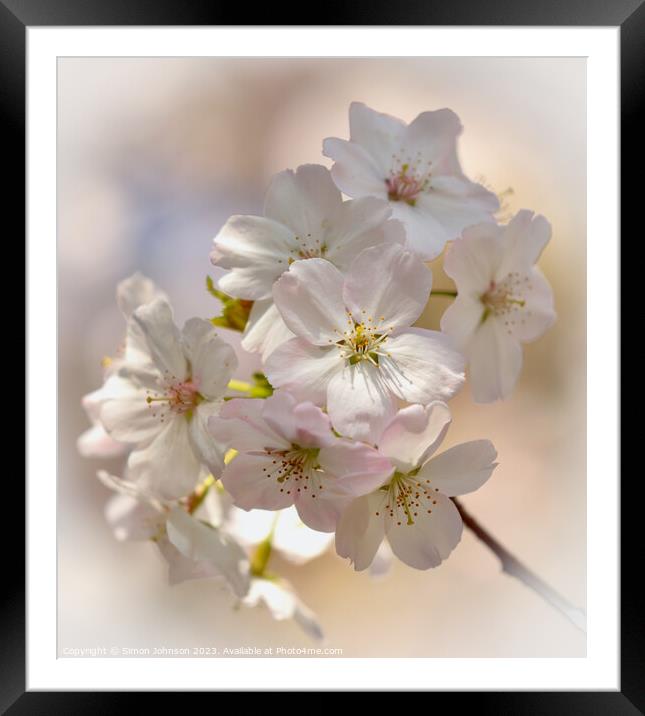Sunlit spring Blossom  Framed Mounted Print by Simon Johnson