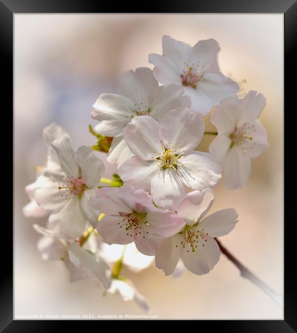 Sunlit spring Blossom  Framed Print by Simon Johnson