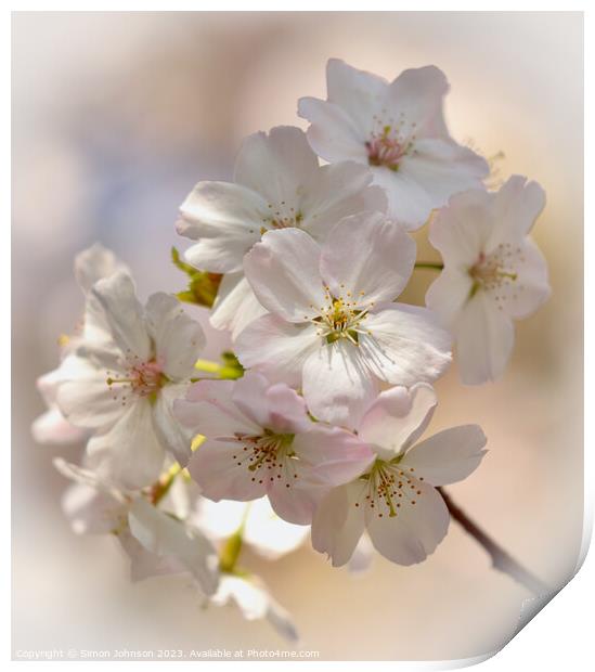Sunlit spring Blossom  Print by Simon Johnson