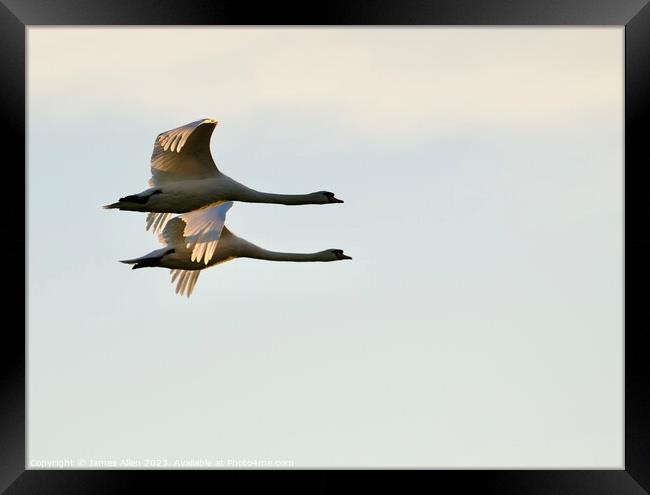 Geese Flying In Sync  Framed Print by James Allen