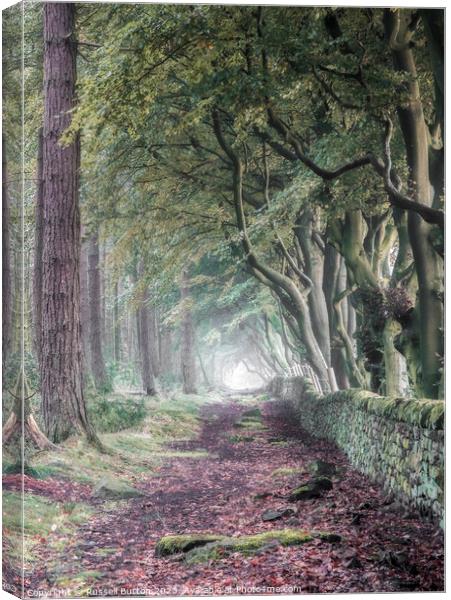 A walk through the Beech and Pine trees Canvas Print by Russell Burton
