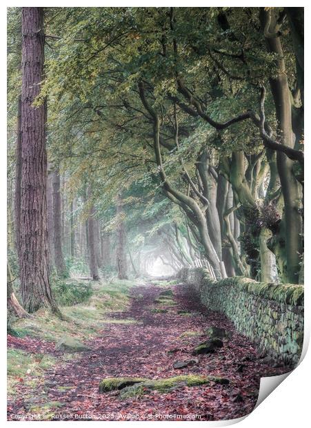 A walk through the Beech and Pine trees Print by Russell Burton