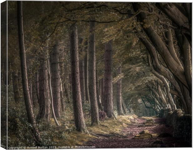 Upper Moor with the beech and pine trees Canvas Print by Russell Burton