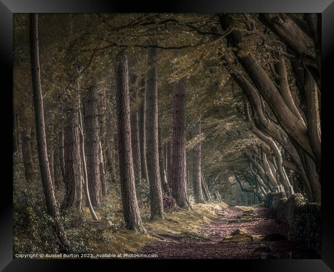 Upper Moor with the beech and pine trees Framed Print by Russell Burton