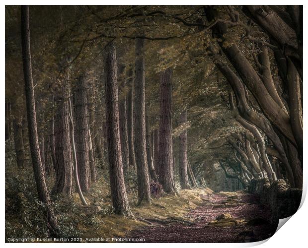 Upper Moor with the beech and pine trees Print by Russell Burton