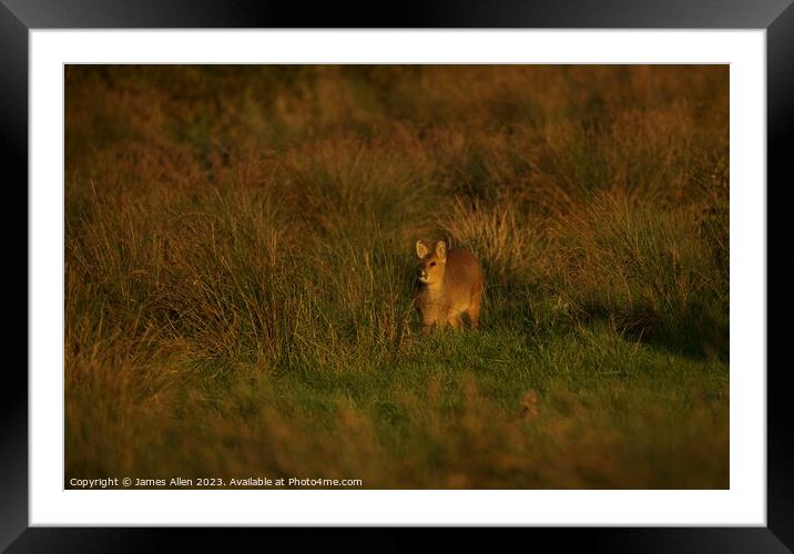 Deer looking into the Evening Sun Framed Mounted Print by James Allen