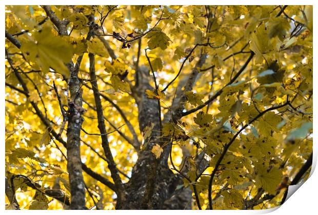 Autumn leaves on a tree  Print by Norbert David