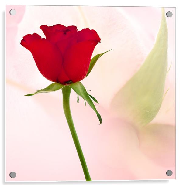 Single Red Rose Acrylic by Natalie Kinnear