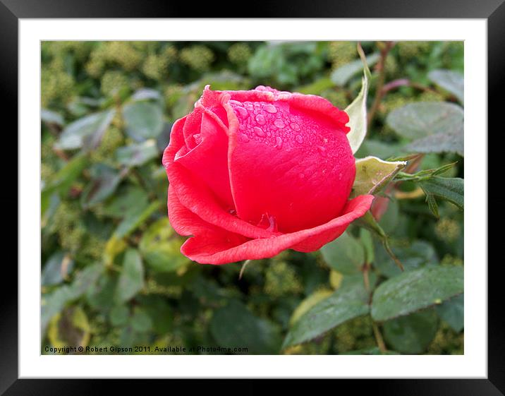 Rose I Am Framed Mounted Print by Robert Gipson