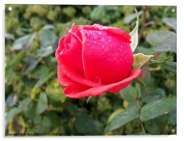 Rose I Am Acrylic by Robert Gipson