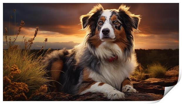 Australian Shepherd Dog Print by K9 Art