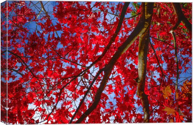 Autumn Colour at Westonbirt Canvas Print by Alison Chambers