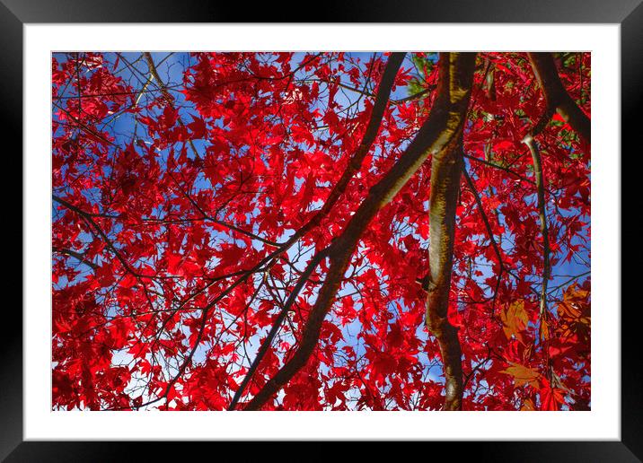 Autumn Colour at Westonbirt Framed Mounted Print by Alison Chambers