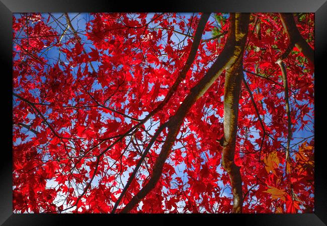 Autumn Colour at Westonbirt Framed Print by Alison Chambers